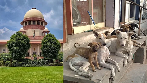Supreme Court Stray Dogs