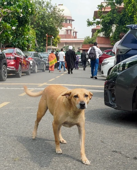 Supreme Court eases earlier ban on stray dogs in Delhi-NCR