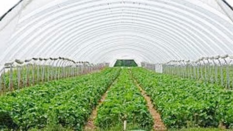 Punjab Youth Turning towards farming