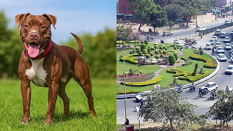 Chandigarh New Dog Laws