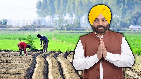 Punjab youths turning toward farming