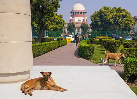 Stray dogs sense fear, may attack frightened individuals: SC