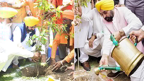 Mann Government’s Greening Punjab Mission