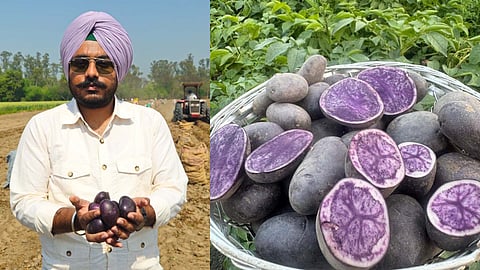 Gurjot Singh cultivates purple potato in Faridkot