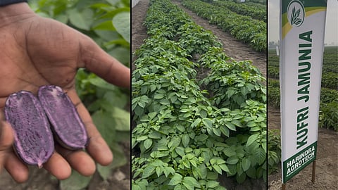 ‘Purple potatoes’ spotted in Jalandhar