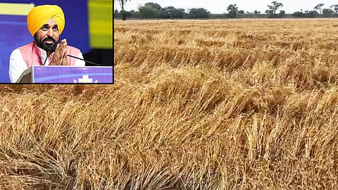 Unseasonal rain hits Punjab farmers