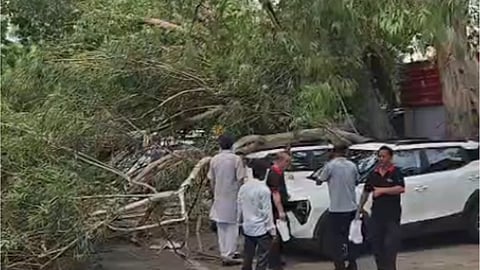 Tree crushed two cars