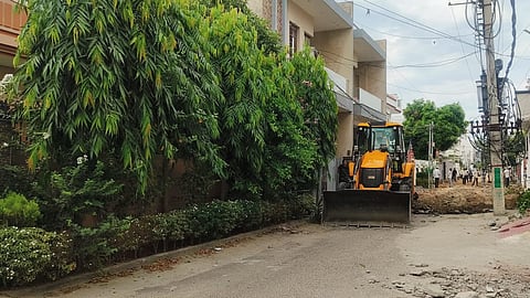 Illegal cutting of mature trees