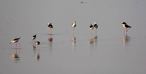 110,309 waterbirds of 110 species counted in Pong wetlands