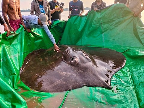 World's largest freshwater fish found in Cambodia