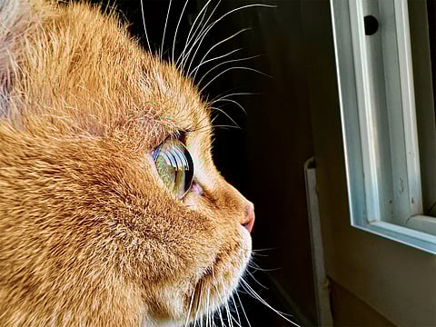 Apple Challenge invites iPhone 13 Pro, max users to share best macro images