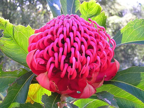 Aussie scientists piece together genomic puzzle of iconic flower