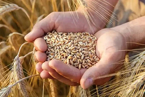 Flour crisis looms over Pak as mills reduce wheat procurement