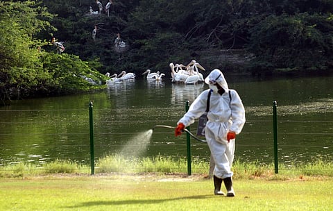 Portugal registers new case of bird flu