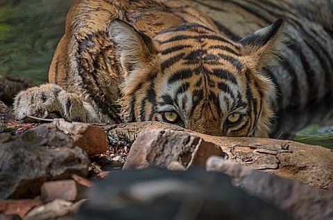 TN forest department against diluting wildlife board's powers
