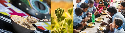 Millets can boost growth by 26-39%, reveals study