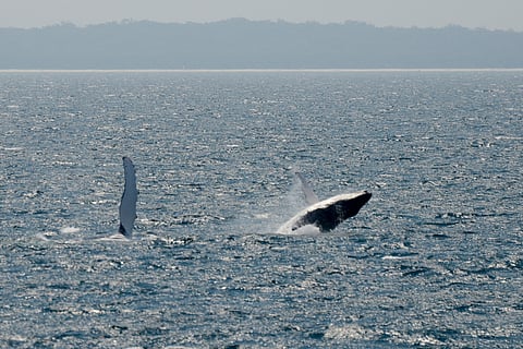 Humpback whales removed from Australian threatened species list