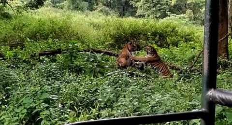 52 tiger reserves in India have 74.51% forest cover: Forest Report 2021