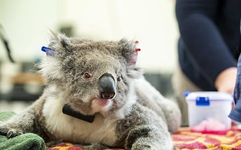 Aus conservation group calls for 'endangered' listing for koalas