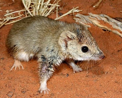 Aussie state sees revival of 'locally extinct' mammals