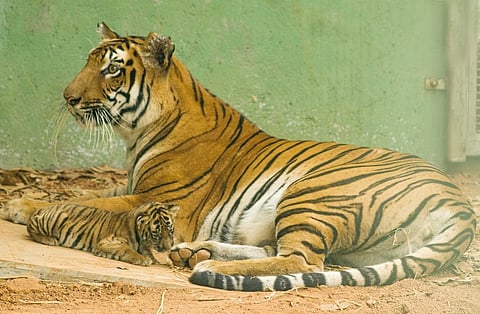 Erode collector to hold meetings on night travel ban on tiger reserve road
