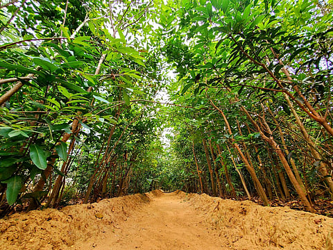 No plan to change 'forest cover' definition at present: Govt