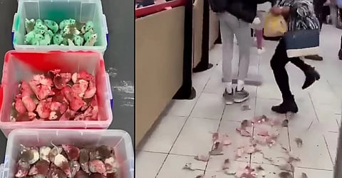 Palestine supporter throws box full of mice in London McDonalds; customers scream in fear