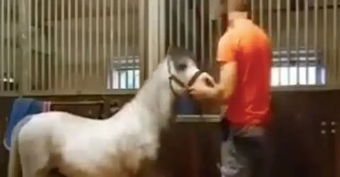 Michael Hanley leaked video: Man's controversial clip with horse shocks Americans