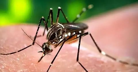 What is DENV 2? Dengue's new strain hampering patients' recovery in Punjab & other states