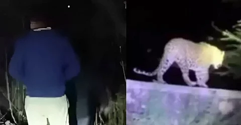 Ludhiana residents terrorised by a leopard in the Centra Green apartments; captured on CCTV