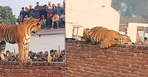 Tiger basks in the sun on UP's Gurudwara wall after escaping Pilibhit Forest Reserve; Video Viral