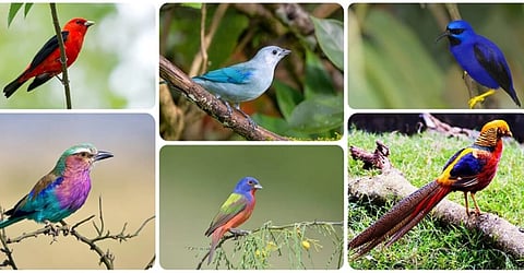 Feathers of Elegance: A Global Symphony of Earth’s Most Beautiful Birds