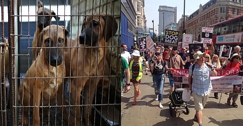 South Korea Dog Meat Ban: Here's how much jail time you have to face if you eat 'forbidden meat'