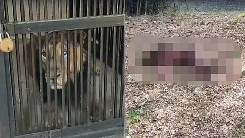 VIDEO: Man jumps into lion encloser to take selfie at Tirupati zoo, mauled to death