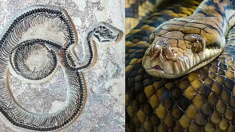 Vasuki-Largest-Snake-Fossils-Gujarat