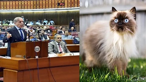 Pakistani Parliament, Pakistani Parliament Cat, Pakistani Parliament Cat Deploy, Pakistani Parliament Rats Problem, Pakistani Parliament Budget Cats, Pakistani Parliament Rat Control