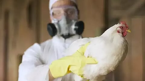 Odisha Bird Flu, Odisha Chicken Bird Flu, Chicken Sale Odisha Bird Flu, Avian Influenza Odisha Chicken
