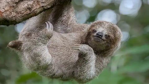 What is Sloth Fever, Sloth Fever Symptoms, Sloth Fever US, Sloth Fever Cases in US, Sloth Fever Cure, Sloth Fever South America, How Sloth Fever Spreads