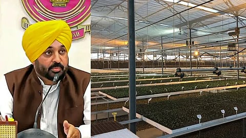 Bhagwant Mann High Tech Vegetable Centers, High Tech Vegetable Centers Punjab, High Tech Vegetable Centers Moga, High Tech Vegetable Centers Kartarpur, What are High Tech Vegetable Centers