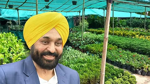 Bhagwant Mann Punjab Nursery Act