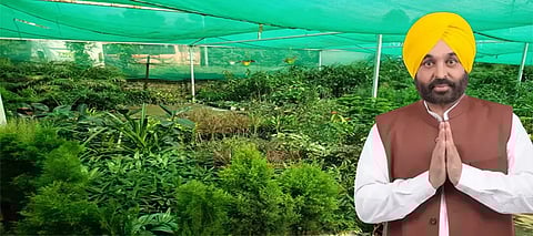 How is amendment in Punjab Nursery Act by Bhagwant Mann govt helping farmers grow virus-free plants?