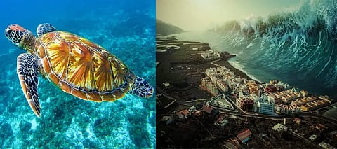 LaPalma Netflix, LaPalma Turtles, LaPalma TurtlesTsunamis, LaPalma Tsunami, LaPalma NetflixTsunami, LaPalma Actor, LaPalma TurtlesBehaviour