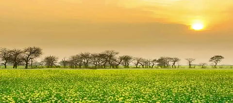 Punjab weather update: Is the cold weather finally over in Punjab? Know the details