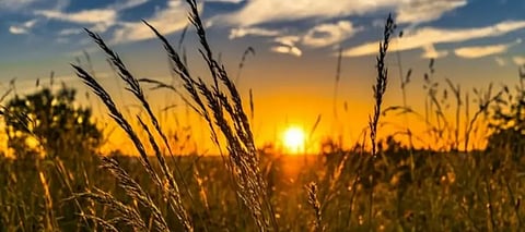 Punjab weather update: All cities cross 20°C, cold winds may threaten crops