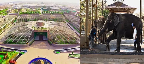 Vantara Jamnagar; India’s grand wildlife sanctuary set to open soon, here’s all the details