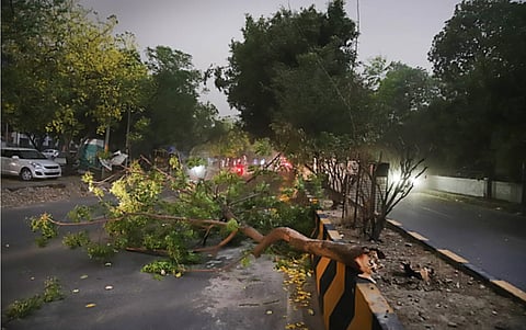 Storm of destruction: Punjab faces statewide blackouts, uprooted trees, vehicle damage & fatalities after sudden weather shift
