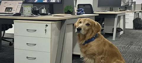 Denver, Denver Chief Happiness Officer