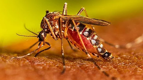 Punjab: Rising cases and death related to dengue in Kalka forces civic bodies into action, releases measures to check the spread