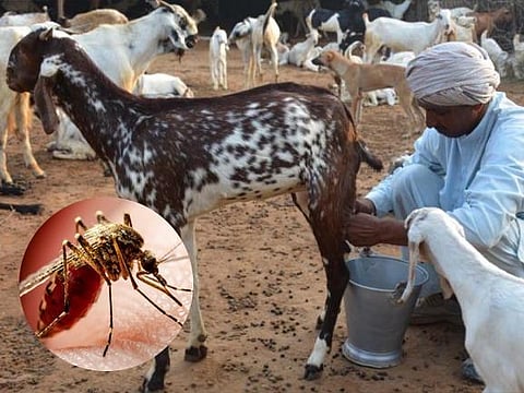 Fact Check: Can Goat milk selling at Rs 1000 per liter cure a patient suffering from Dengue? Here's what we know so far
