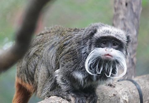 Two emperor tamarin monkeys go missing from Dallas Zoo, several stolen from Louisiana as well; Probe launched